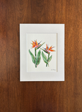 Carolina Chickadee Co Watercolor Prints - 5" x 7"